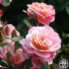 Distant Thunder™ -HEIRLOOM ROSES Sales distant thunder 8