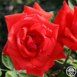 Dolly Parton -HEIRLOOM ROSES Sales dolly parton 1 1 1