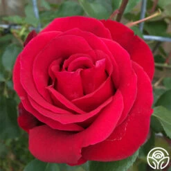 Don Juan -HEIRLOOM ROSES Sales don juan 2 1