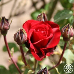 Don Juan -HEIRLOOM ROSES Sales don juan 4