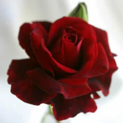 Don Juan -HEIRLOOM ROSES Sales don juan 6