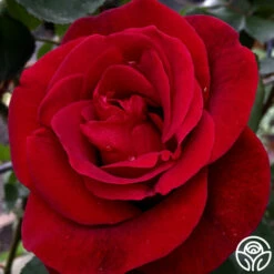 Don Juan -HEIRLOOM ROSES Sales don juan 89