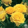 Doris Day® -HEIRLOOM ROSES Sales doris day 1 8
