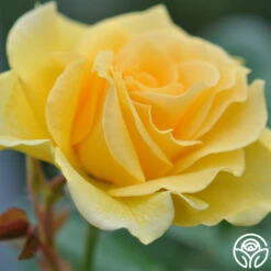Doris Day® -HEIRLOOM ROSES Sales doris day 2 1