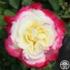 Double Delight® -HEIRLOOM ROSES Sales double delight 3 8