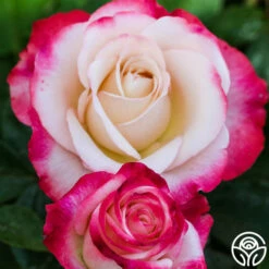 Double Delight® -HEIRLOOM ROSES Sales double delight 4 1