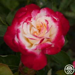 Double Delight® -HEIRLOOM ROSES Sales double delight 6