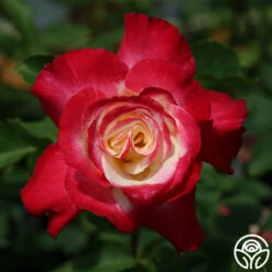 Double Delight® -HEIRLOOM ROSES Sales double delight 7