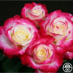 Double Delight® -HEIRLOOM ROSES Sales double delight 8