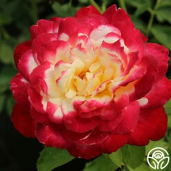 Double Delight® -HEIRLOOM ROSES Sales double delight 9