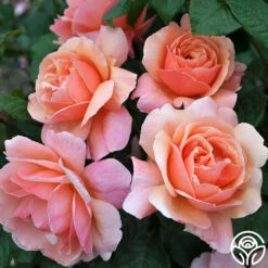 Douglas Gandy™ -HEIRLOOM ROSES Sales douglas gandy 2 8
