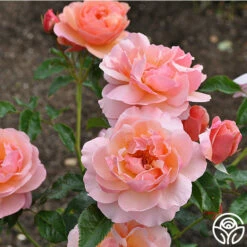 Douglas Gandy™ -HEIRLOOM ROSES Sales douglas gandy 5 8