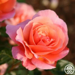 Douglas Gandy™ -HEIRLOOM ROSES Sales douglas gandy 6 1 1