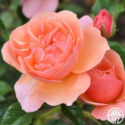 Douglas Gandy™ -HEIRLOOM ROSES Sales douglas gandy 7 8