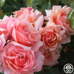 Douglas Gandy™ -HEIRLOOM ROSES Sales douglas gandy 8