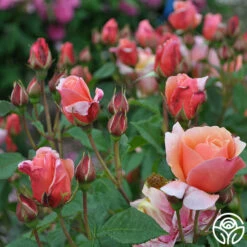 Douglas Gandy™ -HEIRLOOM ROSES Sales dougles gandy 1