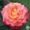 Dream Come True™ -HEIRLOOM ROSES Sales dream come true 1 1