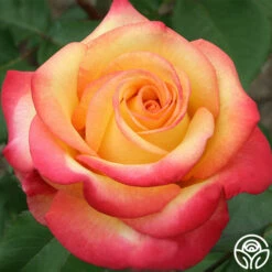 Dream Come True™ -HEIRLOOM ROSES Sales dream come true 2 8