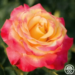 Dream Come True™ -HEIRLOOM ROSES Sales dream come true 3 2
