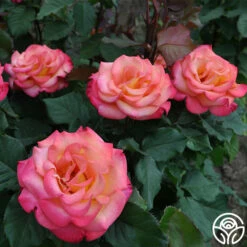 Dream Come True™ -HEIRLOOM ROSES Sales dream come true 4 2