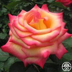 Dream Come True™ -HEIRLOOM ROSES Sales dream come true 6