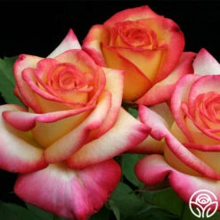 Dream Come True™ -HEIRLOOM ROSES Sales dream come true 7 1