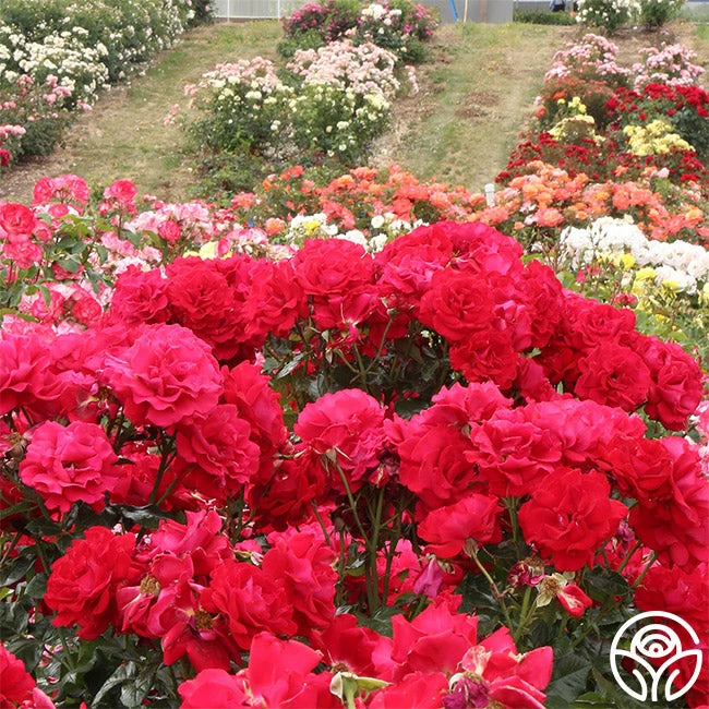 Drop Dead Red™ 4 Drop Dead Red™ - Image 2