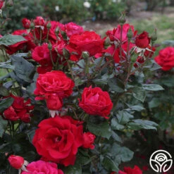 Drop Dead Red™ 10 Drop Dead Red™ -HEIRLOOM ROSES Sales drop dead red 6