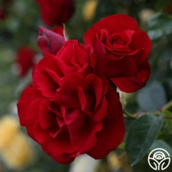 Dublin Bay® -HEIRLOOM ROSES Sales dublin bay 102