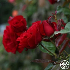 Dublin Bay® -HEIRLOOM ROSES Sales dublin bay 112