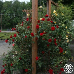 Dublin Bay® -HEIRLOOM ROSES Sales dublin bay 191