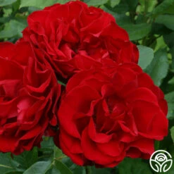 Dublin Bay® -HEIRLOOM ROSES Sales dublin bay 3 1