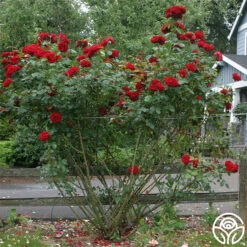 Dublin Bay® -HEIRLOOM ROSES Sales dublin bay 4 1