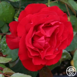 Dublin Bay® -HEIRLOOM ROSES Sales dublin bay 5