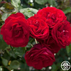 Dublin Bay® -HEIRLOOM ROSES Sales dublin bay 9