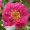Duchess Of Portland -HEIRLOOM ROSES Sales duchess of portland