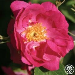 Duchess Of Portland -HEIRLOOM ROSES Sales duchess of portland 1 1 1