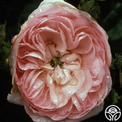 Duchesse De Montebello