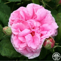 Duchesse De Rohan -HEIRLOOM ROSES Sales duchesse de rohan 1 1 1