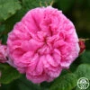 Duchesse De Rohan -HEIRLOOM ROSES Sales duchesse de rohan 2 6