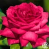 Dupuy Jamain -HEIRLOOM ROSES Sales dupuy jamain 1 1 4