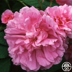 Dutch Provence -HEIRLOOM ROSES Sales dutch provence