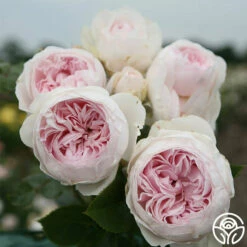 Parfuma® Earth Angel 11 Parfuma® Earth Angel -HEIRLOOM ROSES Sales earth angel 3 1