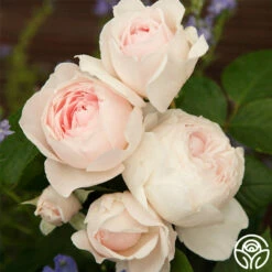 Parfuma® Earth Angel 15 Parfuma® Earth Angel -HEIRLOOM ROSES Sales earth angel 4