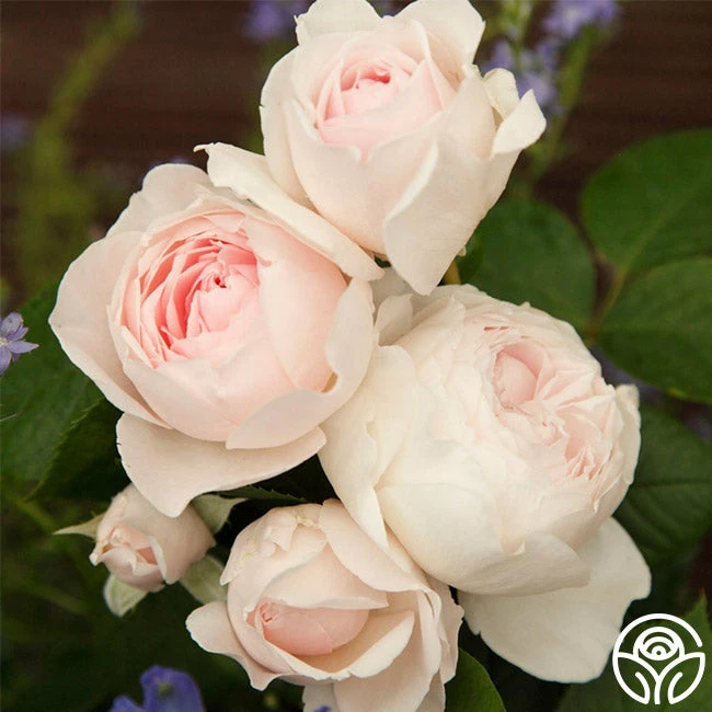 Parfuma® Earth Angel 9 Parfuma® Earth Angel - Image 7