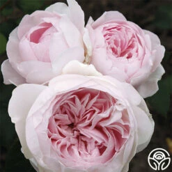 Parfuma® Earth Angel 14 Parfuma® Earth Angel -HEIRLOOM ROSES Sales earth angel 5