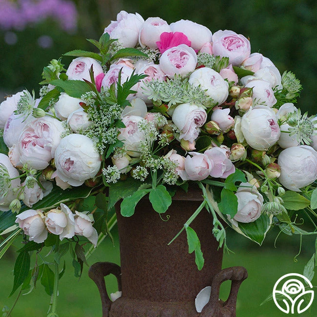 Parfuma® Earth Angel 4 Parfuma® Earth Angel - Image 2