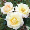 Easter Basket™ -HEIRLOOM ROSES Sales easter basket 1
