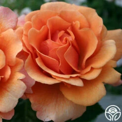 Easy Does It™ -HEIRLOOM ROSES Sales easy does it 11