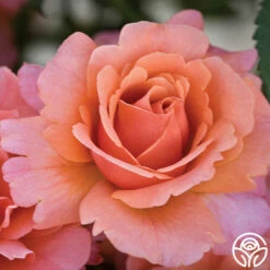 Easy Does It™ -HEIRLOOM ROSES Sales easy does it 19 1